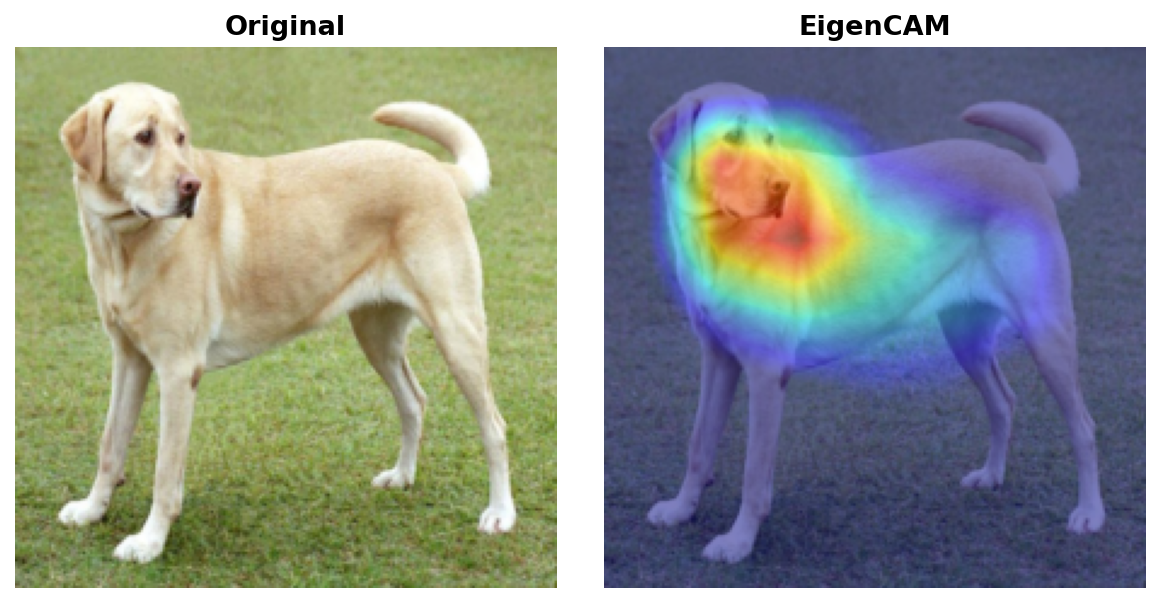 EigenCAM result