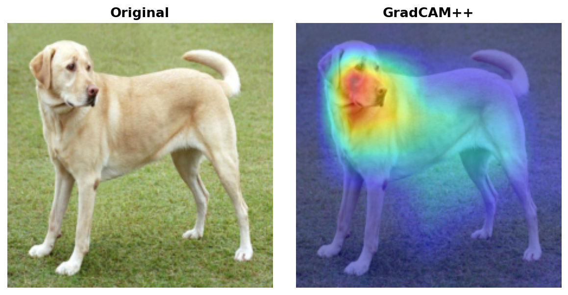 GradCAM++ result