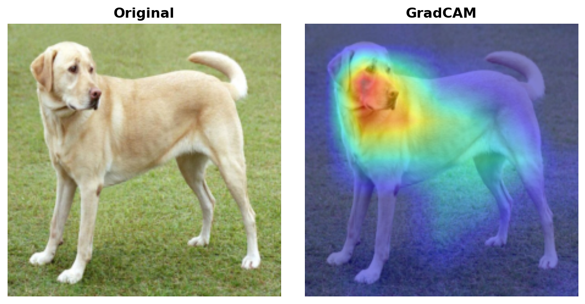 GradCAM result