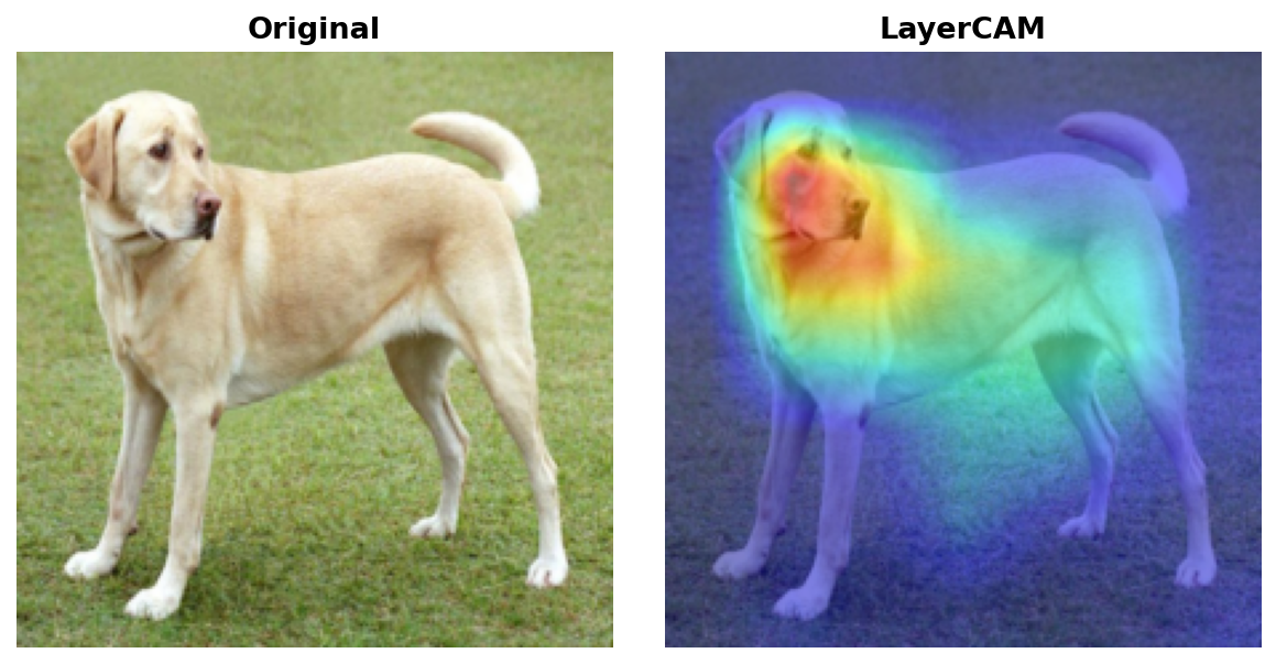 LayerCAM result