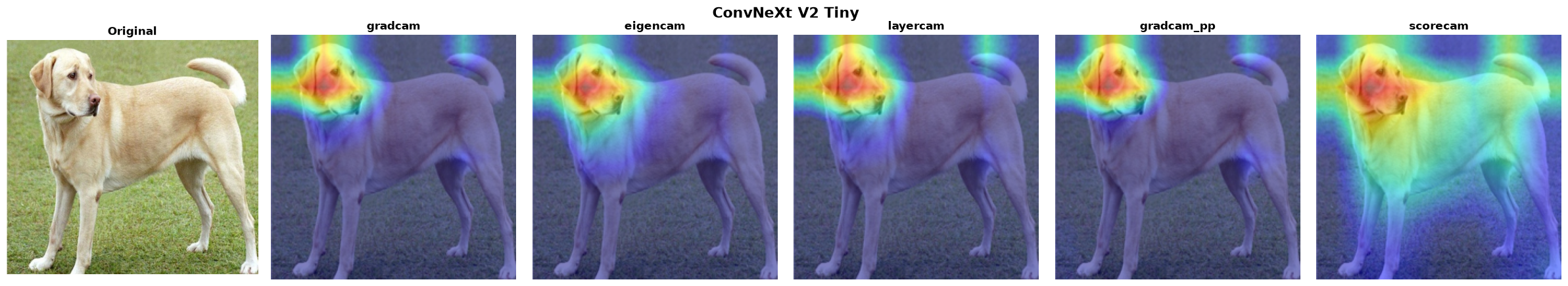 ConvNeXt V2 Tiny — all 5 methods verified