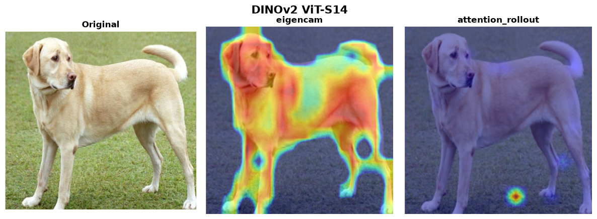 DINOv2 ViT-S/14 — verified