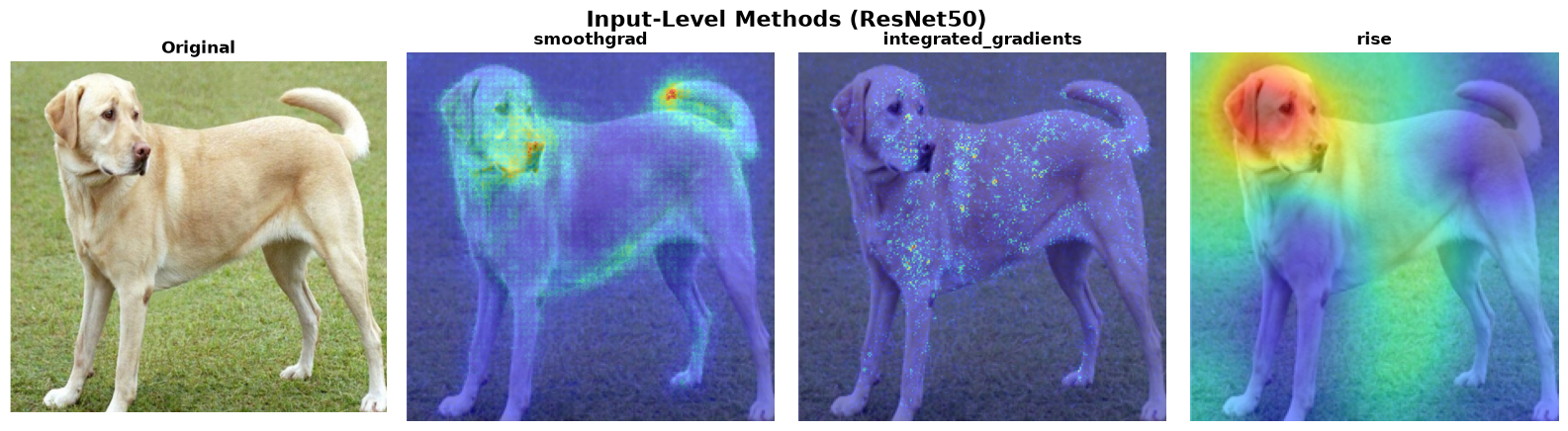 Input-level methods — SmoothGrad, Integrated Gradients, RISE on ResNet50