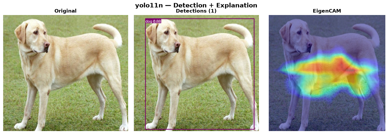 YOLO11n — Original → Detections → EigenCAM