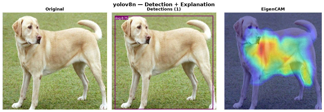 YOLOv8n — Original → Detections → EigenCAM